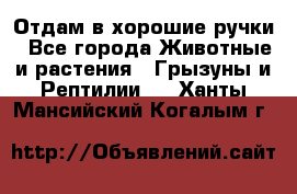 Отдам в хорошие ручки - Все города Животные и растения » Грызуны и Рептилии   . Ханты-Мансийский,Когалым г.